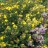 Лапчатка кустарниковая "Голдфингер", Potentilla fruticosa "Goldfinger" - Potentilla_ruticosa_Goldfinger_3.jpg